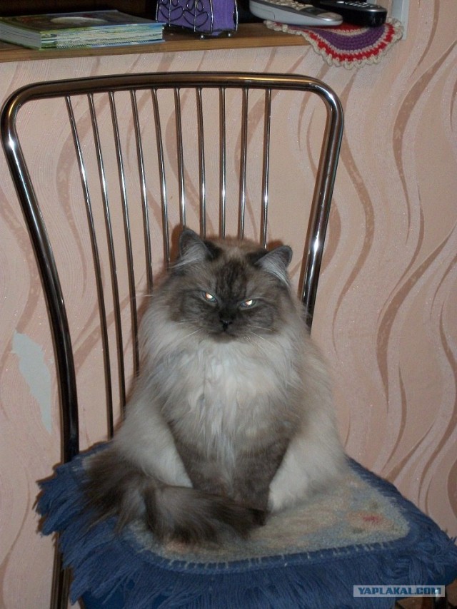 Эпический Котовторник!