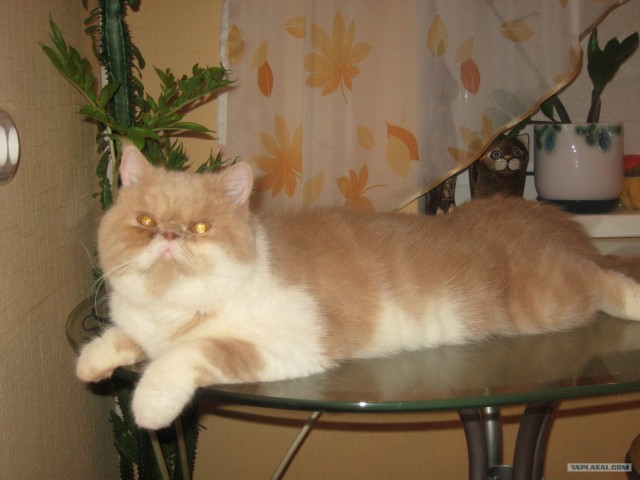 Сонный Котовторник