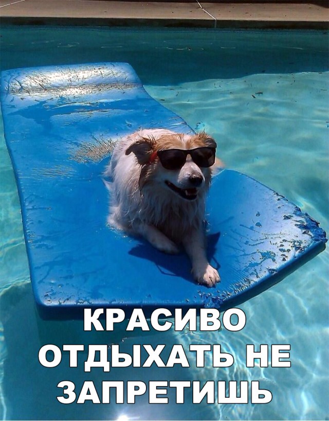 Милые животные. Мимиметр сломался