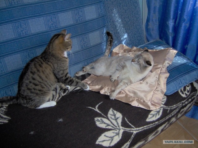 Котовторник 06.09.11
