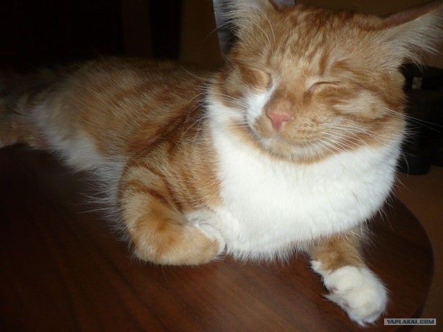 Котовторник 27.12.11