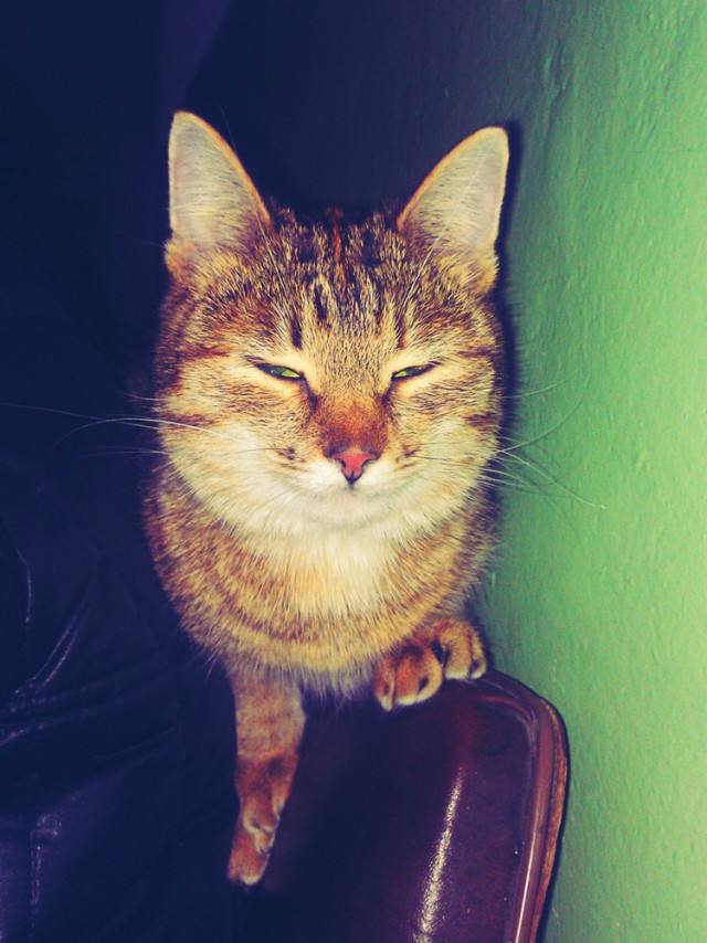 Котовторник (10.01.2012)