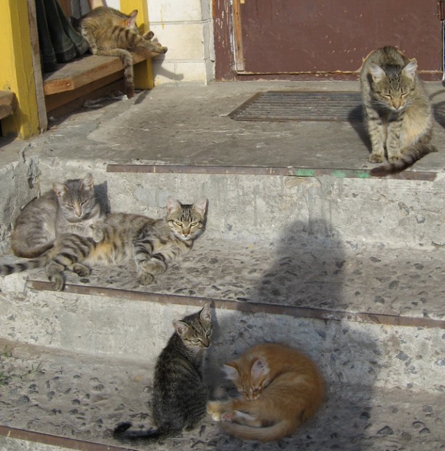 Мой кот