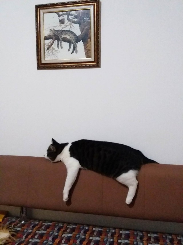 Прикольных котов пост