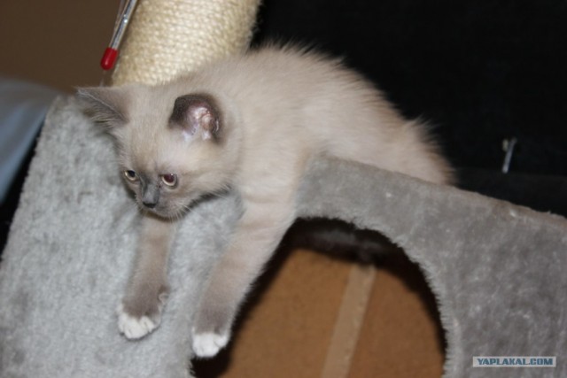 Котовторник! 13.03.2012