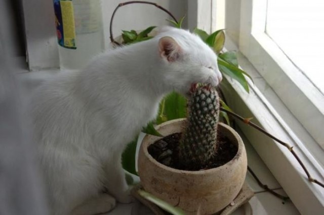 Котовторник 24.07.2012