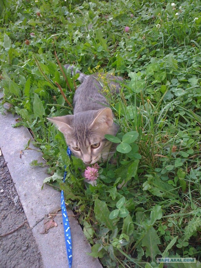 Котовторник 07.08.2012