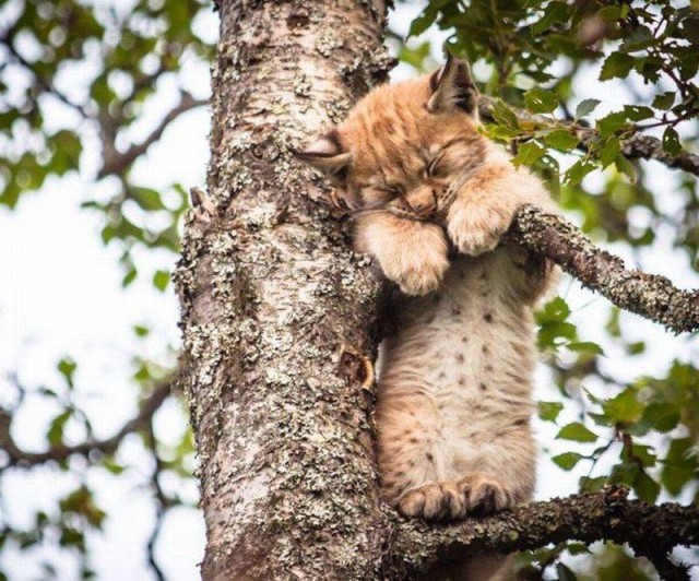 Дикий котовторник