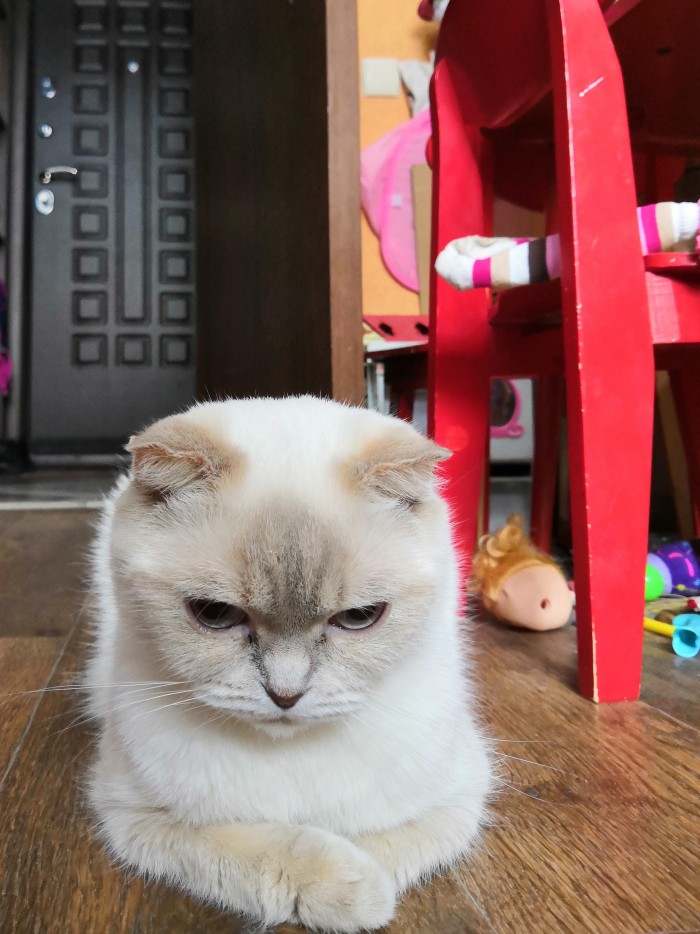 Начнем котоФторник?