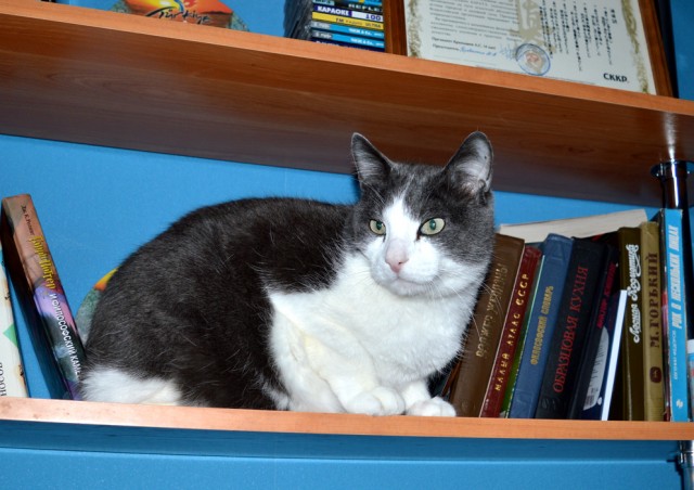 Котовторник 03.03.2020