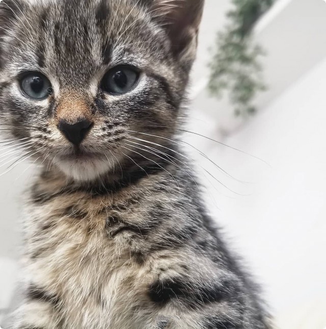 Котофеев пост