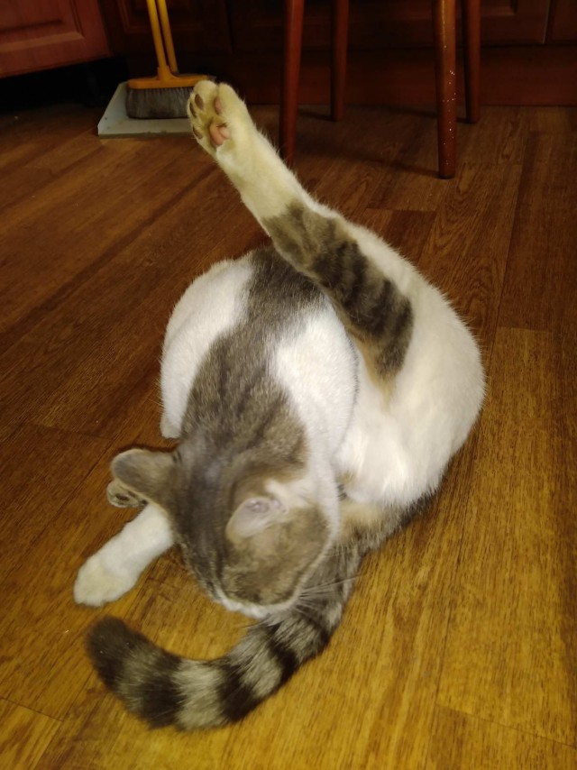 Давайте по котикам, которые с нами на самоизоляции