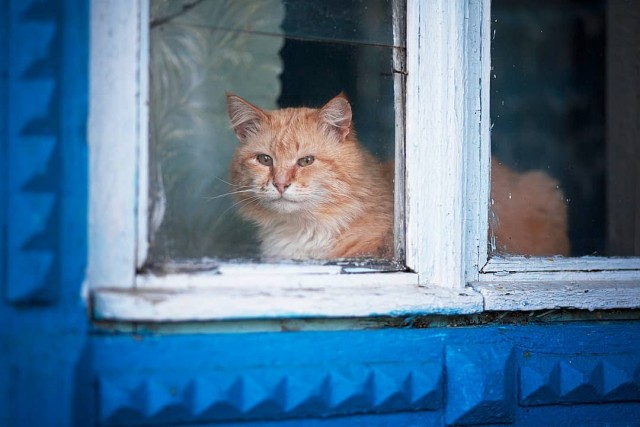 Деревенские котейки
