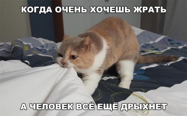 Чуток картинок 14.06.20
