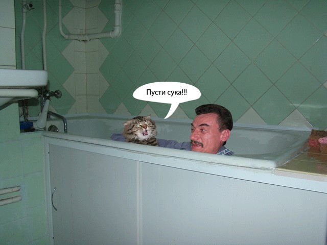 Злой кот