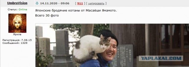Японские бродячие котаны от Масаёши Ямамото
