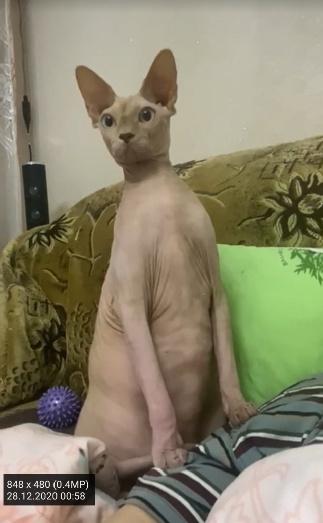 Последний котовторник 2020 года