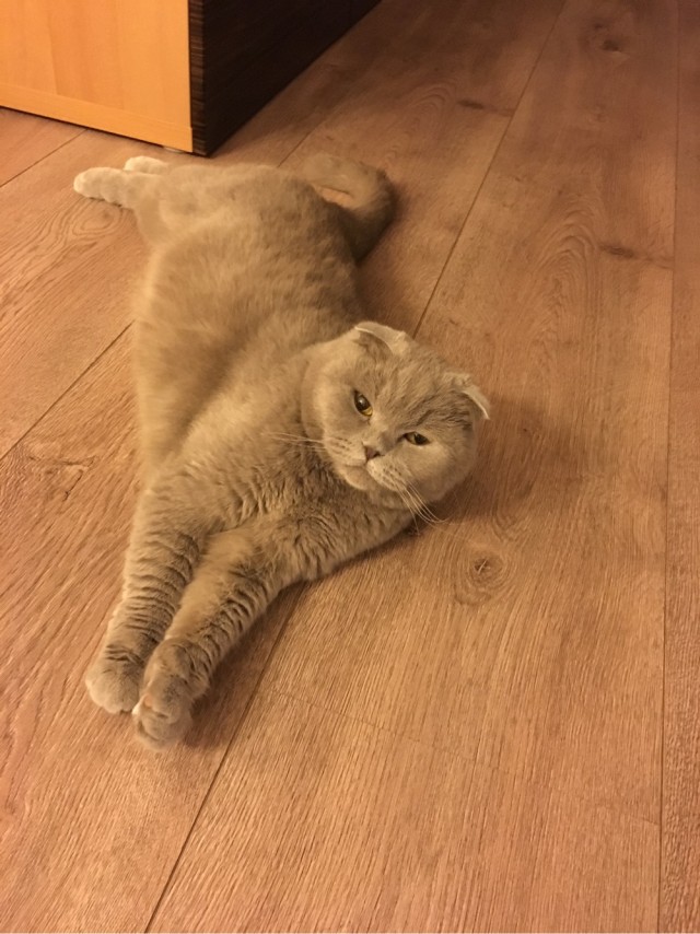 Котовторнику быть!