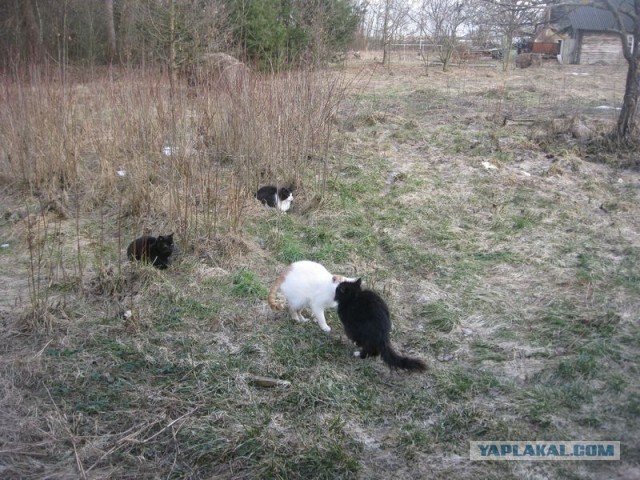 Жизнь домашнего приюта для котеек 334