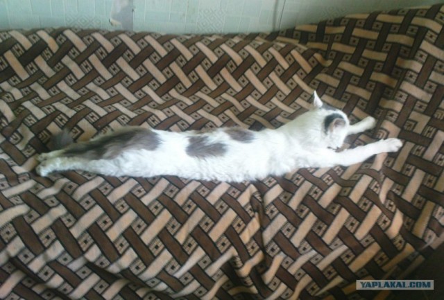 Жестокое обращение с животными ))