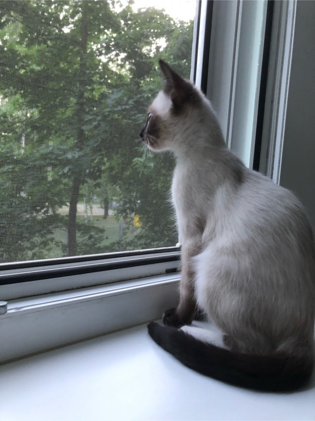А котовторник уже начался?