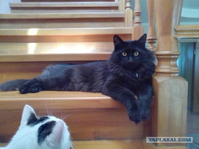Котовторник (свои добавляем)