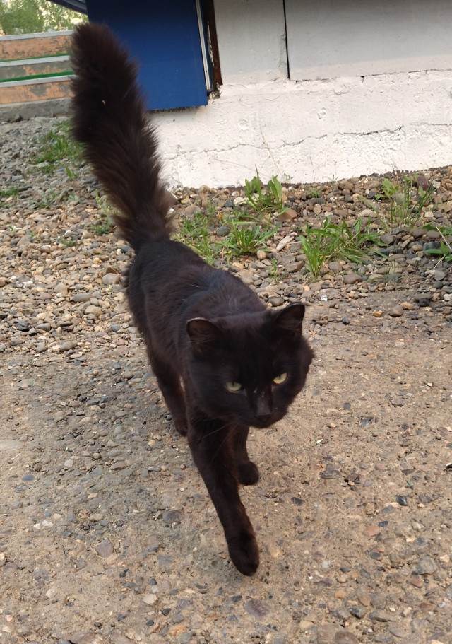 Черный кот