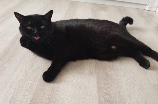 Котовторнику быть