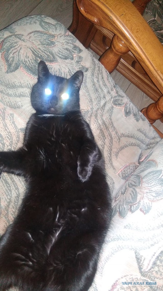 Котовторник 21.12.21