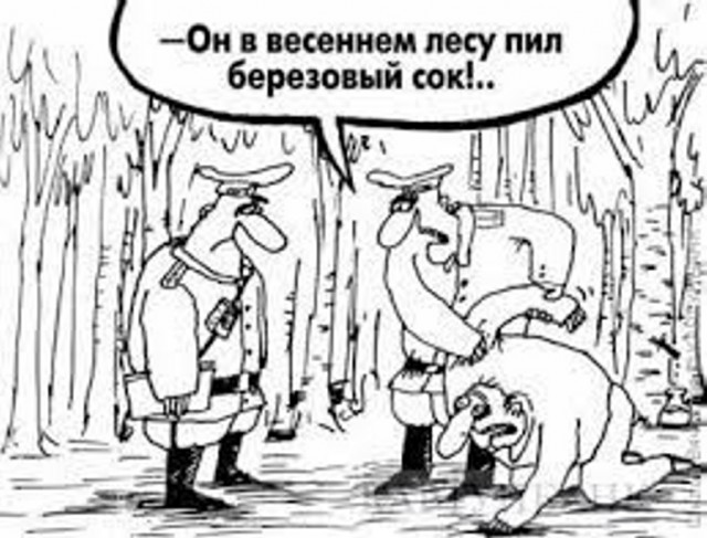 А я вам березок привез