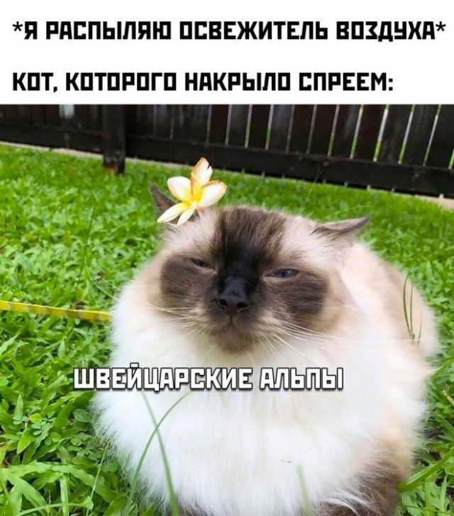 Картинки и мемы для настроения - 03