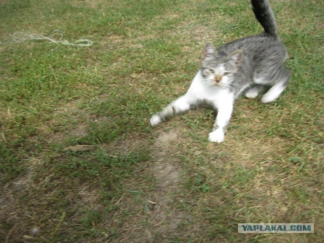 Жизнь домашнего приюта для котеек 410
