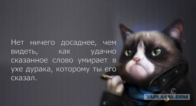 Тс-с, вьетконговцы, там, в кустах