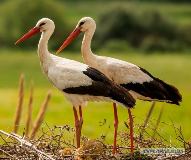 Эти интересные аисты