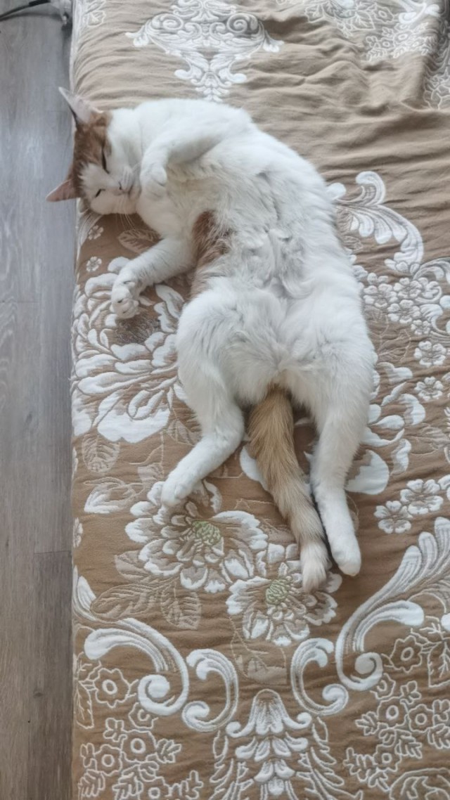 Мой уже нагулялся