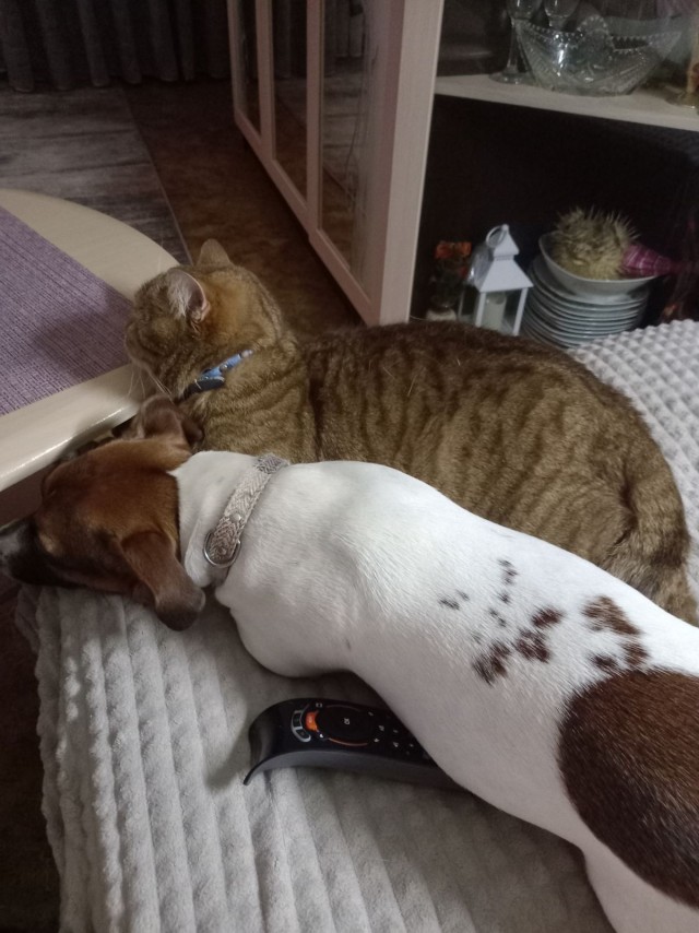 Даёшь котов в этот вторник!