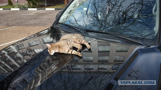 Коты белые, 12 литров