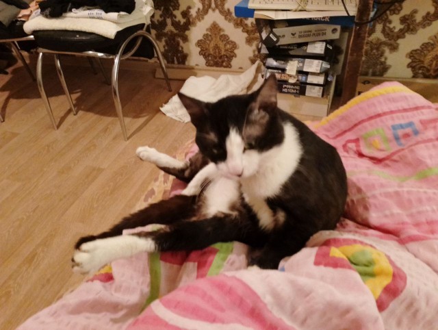 Котовторник
