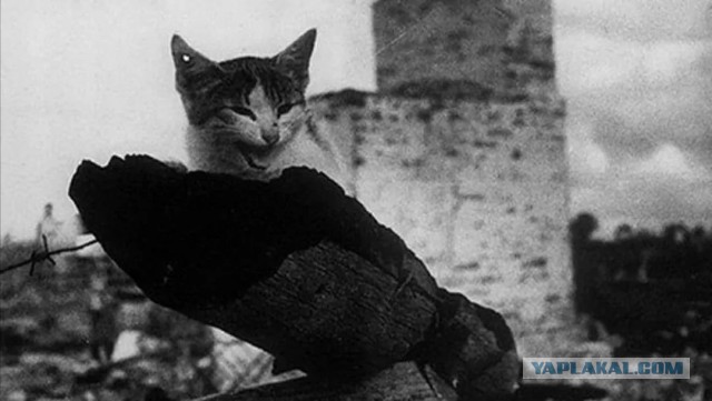Фотографии из прошлого нашей страны - 27
