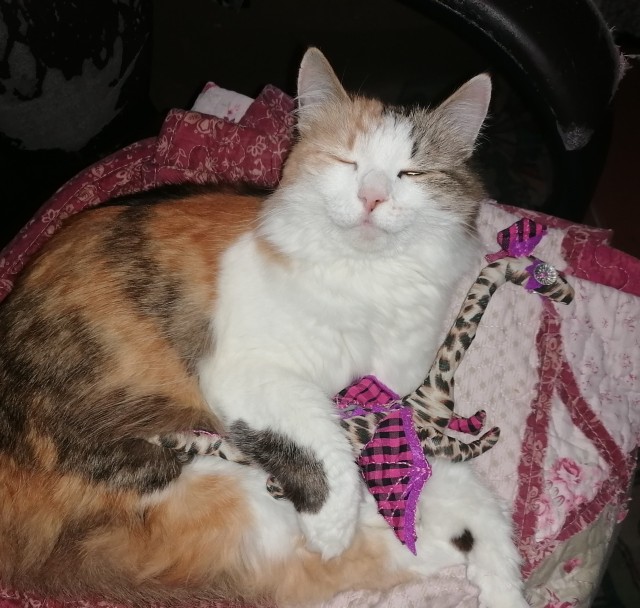 Котовторник! 16+ Коллеги-рабы, отмечаемся, у кого хозяину много лет!