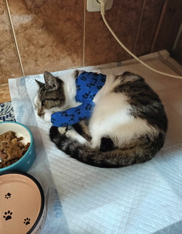 Отбил у собаки кисоньку