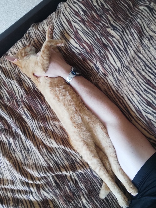 Год назад мы стали рабами (котовторник)