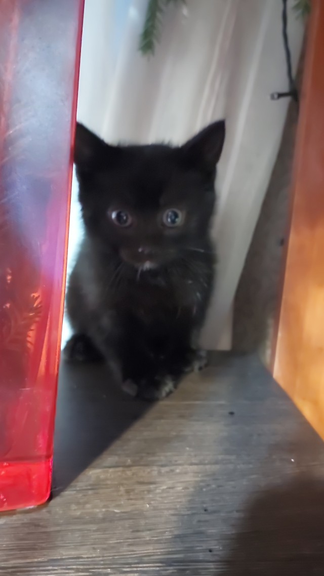 Рождественский найдёныш