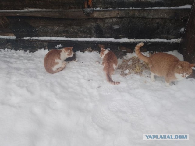 Жизнь домашнего приюта для котеек 479