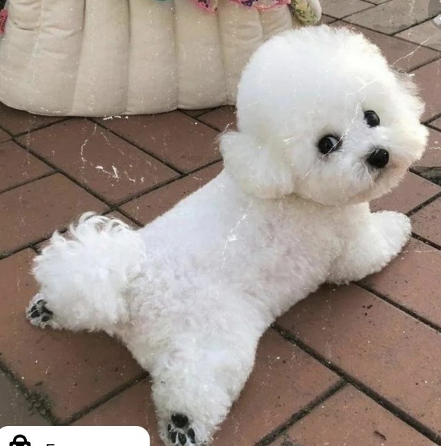 Ася (Собакочетверг же)