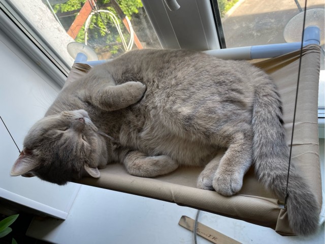 Котовторник