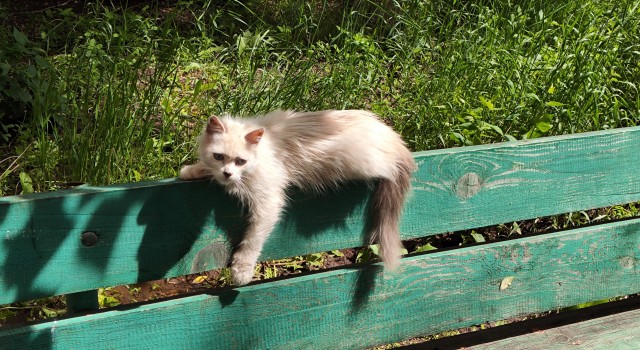 Кот на остановке