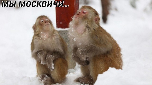 Три бабуина создали пробку и начали на мента прыгать
