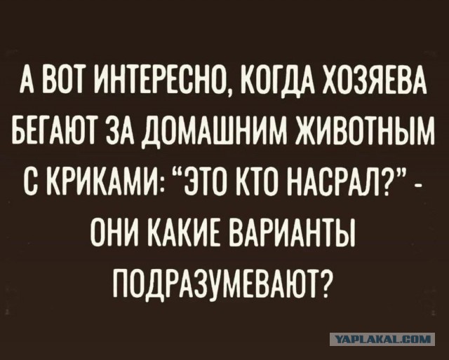 Веселые картинки в пятницу (27.12)