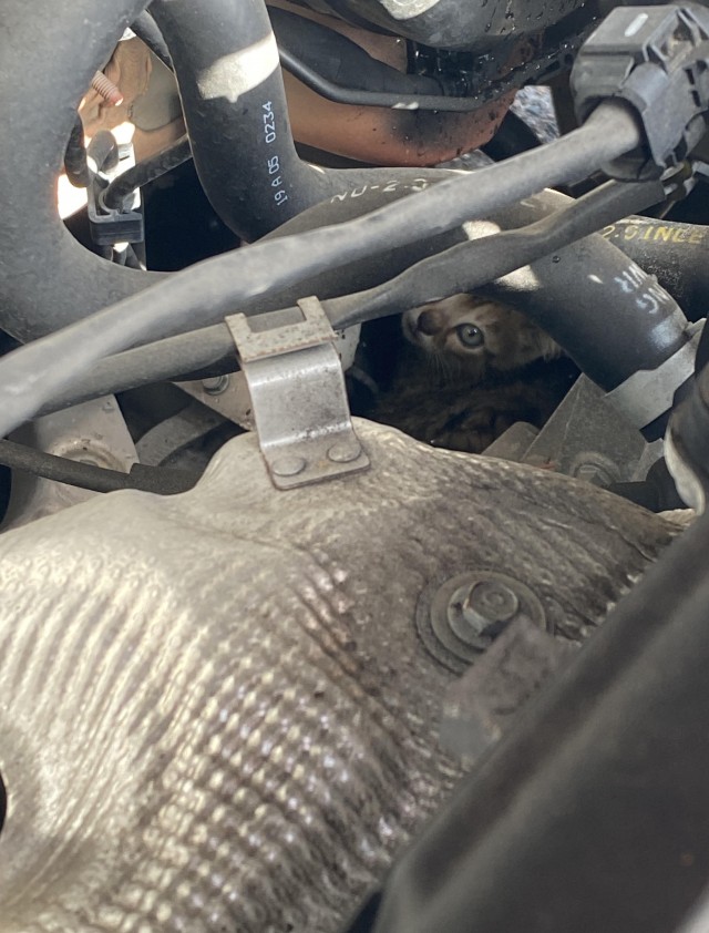 Из-под капота — в любящий дом